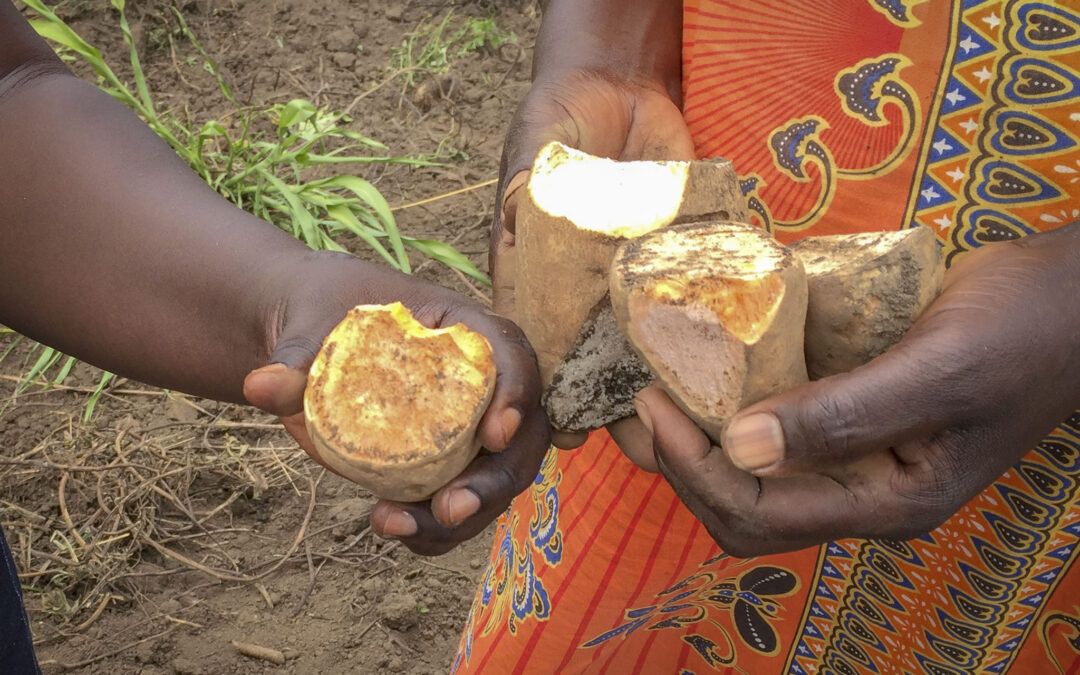 cassava harvesting